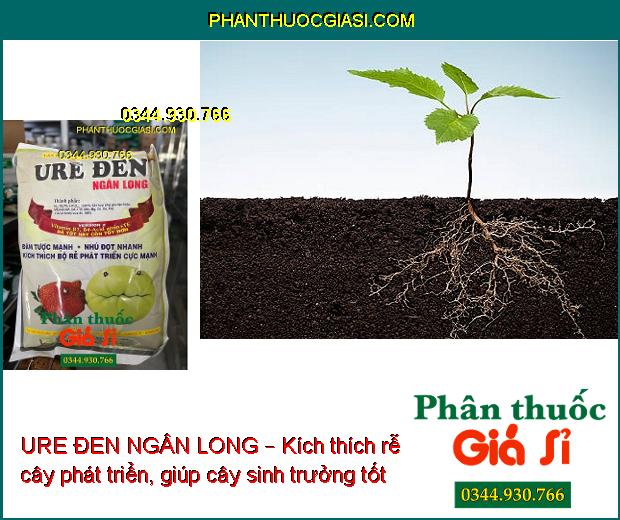 URE ĐEN NGÂN LONG – Kích Rễ Phát Triển - Nhú Đọt Mạnh