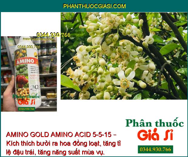 AMINO GOLD AMINO ACID 5-5-15 – Kích Ra Hoa Đồng Loạt - Chống Đổ Ngã - Nuôi Trái To Khỏe.