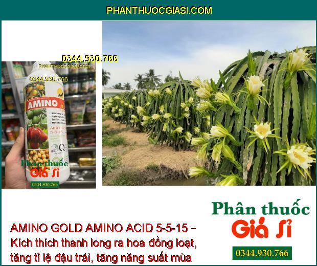 AMINO GOLD AMINO ACID 5-5-15 – Kích Ra Hoa Đồng Loạt - Chống Đổ Ngã - Nuôi Trái To Khỏe.