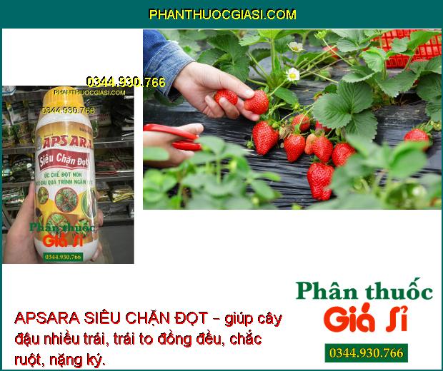 APSARA SIÊU CHẶN ĐỌT – Ức Chế Đọt Non Kéo Dài Quá Trình Ngâm Đọt