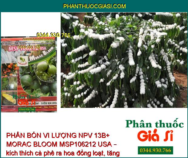 PHÂN BÓN VI LƯỢNG NPV 13B+ MORAC BLOOM MSP106212 USA – SIÊU TẠO MẦM HOA – SIÊU RA HOA