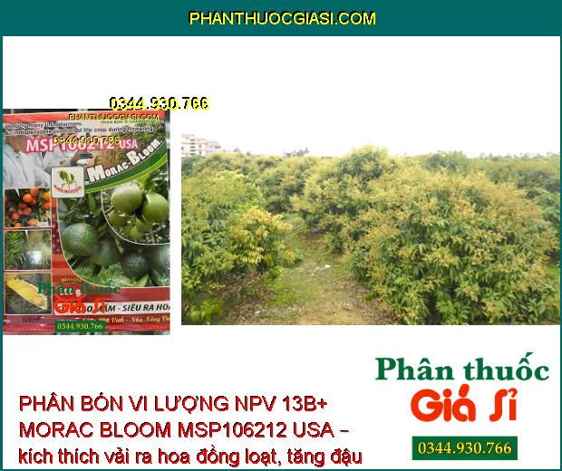 PHÂN BÓN VI LƯỢNG NPV 13B+ MORAC BLOOM MSP106212 USA – SIÊU TẠO MẦM HOA – SIÊU RA HOA