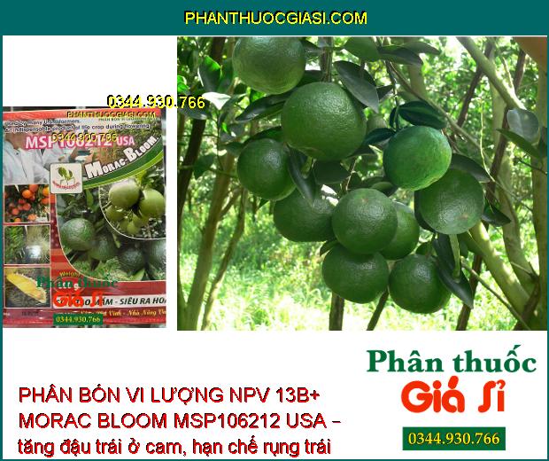 PHÂN BÓN VI LƯỢNG NPV 13B+ MORAC BLOOM MSP106212 USA – SIÊU TẠO MẦM HOA – SIÊU RA HOA