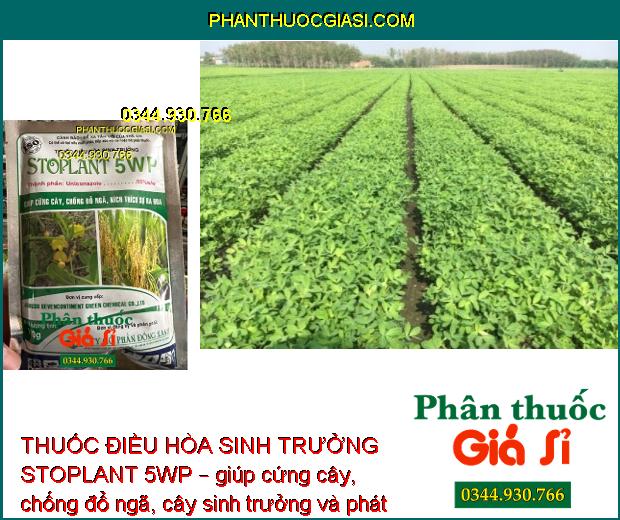 THUỐC ĐIỀU HÒA SINH TRƯỞNG STOPLANT 5WP – CỨNG CÂY - CHỐNG ĐỖ NGÃ - KÍCH THÍCH RA HOA