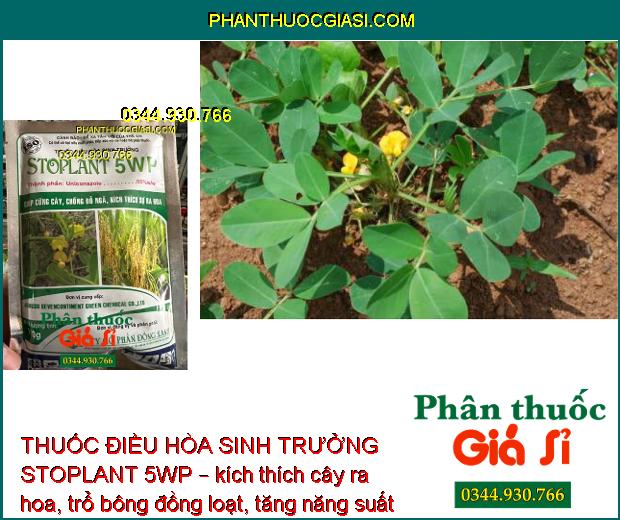 THUỐC ĐIỀU HÒA SINH TRƯỞNG STOPLANT 5WP – CỨNG CÂY - CHỐNG ĐỖ NGÃ - KÍCH THÍCH RA HOA