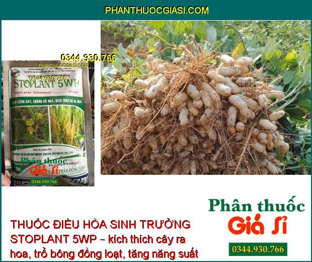 THUỐC ĐIỀU HÒA SINH TRƯỞNG STOPLANT 5WP – CỨNG CÂY - CHỐNG ĐỖ NGÃ - KÍCH THÍCH RA HOA