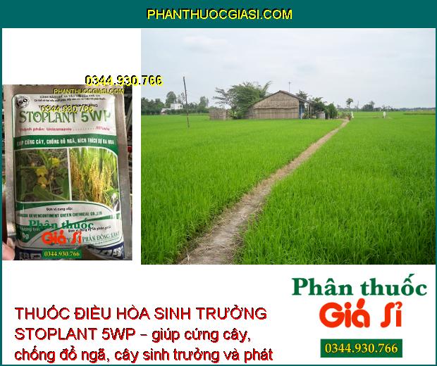 THUỐC ĐIỀU HÒA SINH TRƯỞNG STOPLANT 5WP – CỨNG CÂY - CHỐNG ĐỖ NGÃ - KÍCH THÍCH RA HOA