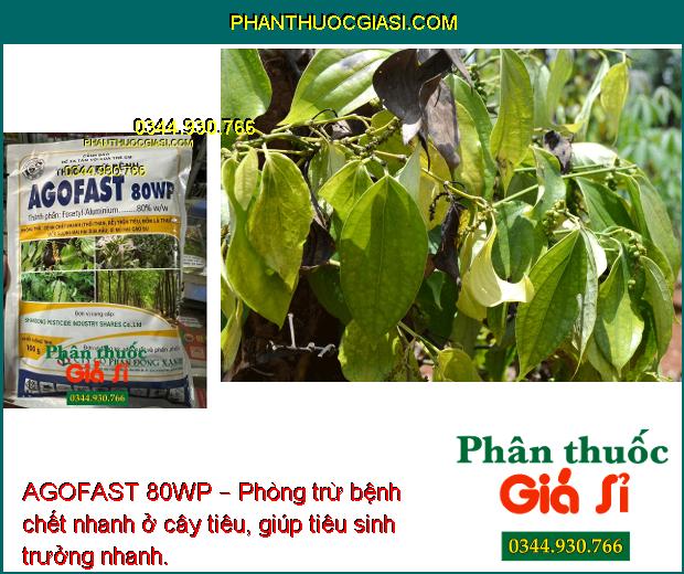 AGOFAST 80WP – Phòng Trừ Bệnh Chết Nhanh - Sương Mai - Mốc Sương - Xì Mủ