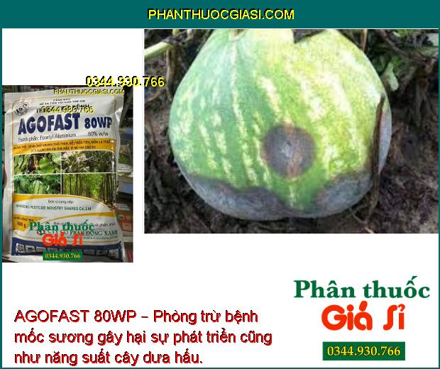 AGOFAST 80WP – Phòng Trừ Bệnh Chết Nhanh - Sương Mai - Mốc Sương - Xì Mủ