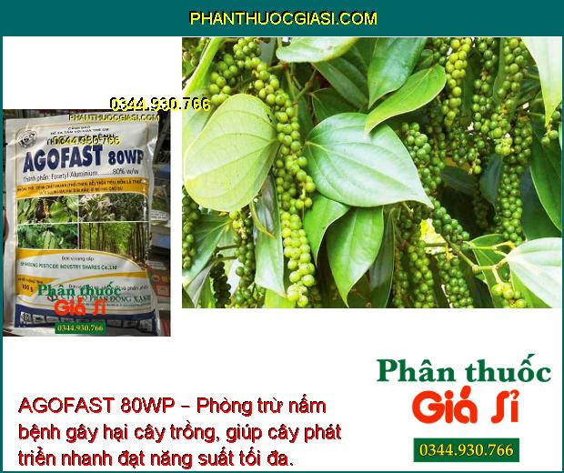 AGOFAST 80WP – Phòng Trừ Bệnh Chết Nhanh - Sương Mai - Mốc Sương - Xì Mủ