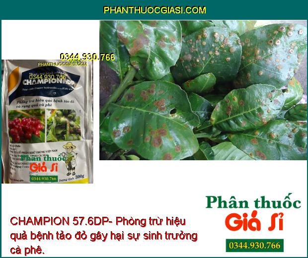 CHAMPION 57.6DP- Phòng Trừ Hiệu Quả Bệnh Tảo Đỏ - Rụng Quả Cà Phê