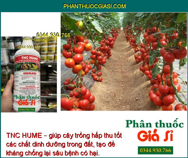 TNC HUME – Chất Điều Hòa Sinh Học Giúp Rễ Cây Phát Triển Mạnh - Dễ Hấp Thu Phân Bón Và Các Chất Dinh Dưỡng Trong Đất