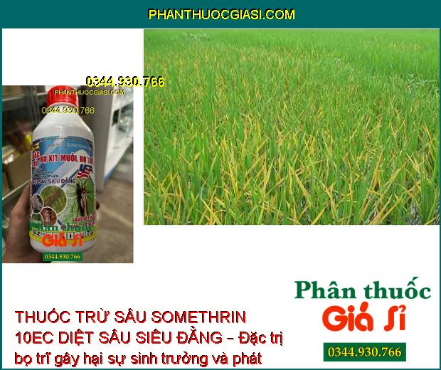 THUỐC TRỪ SÂU SOMETHRIN 10EC DIỆT SÂU SIÊU ĐẲNG – Đặc Trị Bọ Xít Muỗi - Bọ Trĩ