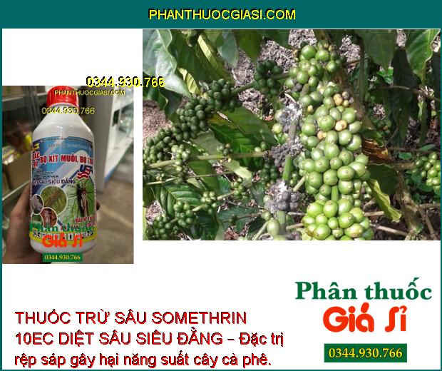 THUỐC TRỪ SÂU SOMETHRIN 10EC DIỆT SÂU SIÊU ĐẲNG – Đặc Trị Bọ Xít Muỗi - Bọ Trĩ