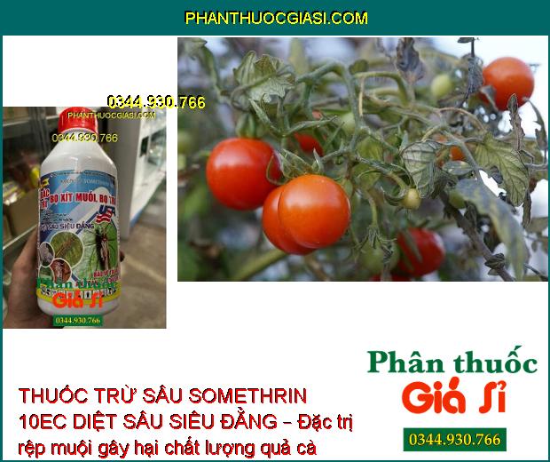 THUỐC TRỪ SÂU SOMETHRIN 10EC DIỆT SÂU SIÊU ĐẲNG – Đặc Trị Bọ Xít Muỗi - Bọ Trĩ