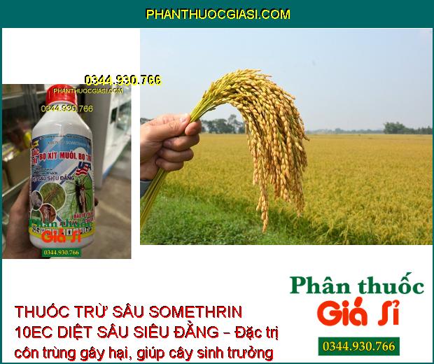 THUỐC TRỪ SÂU SOMETHRIN 10EC DIỆT SÂU SIÊU ĐẲNG – Đặc Trị Bọ Xít Muỗi - Bọ Trĩ