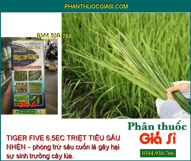 TIGER FIVE 6.5EC TRIỆT TIÊU SÂU NHỆN – Đặc Trị Sâu Cuốn Lá - Nhện Gié -  Sâu Đục Thân Hại Lúa