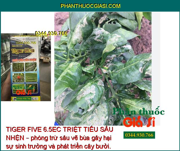 TIGER FIVE 6.5EC TRIỆT TIÊU SÂU NHỆN – Đặc Trị Sâu Cuốn Lá - Nhện Gié -  Sâu Đục Thân Hại Lúa