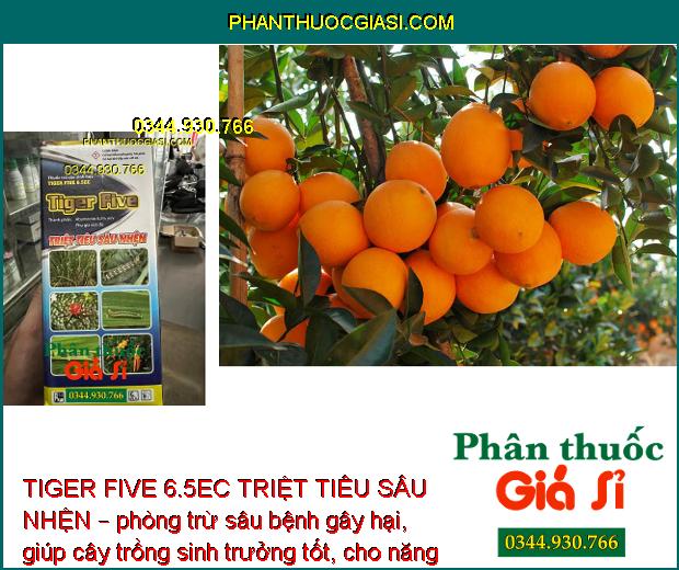 TIGER FIVE 6.5EC TRIỆT TIÊU SÂU NHỆN – Đặc Trị Sâu Cuốn Lá - Nhện Gié -  Sâu Đục Thân Hại Lúa