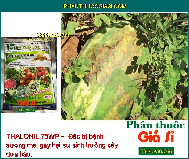 THALONIL 75WP –  ĐẶC TRỊ NẤM BỆNH -BẢO VỆ CÂY TRỒNG