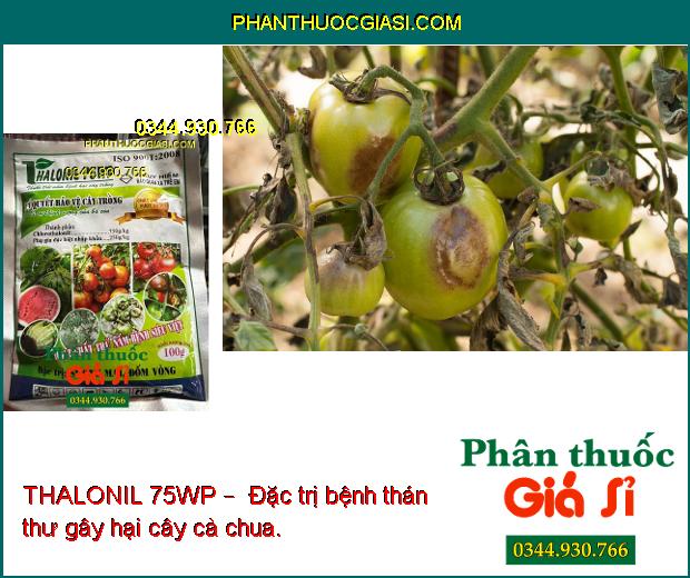 THALONIL 75WP –  ĐẶC TRỊ NẤM BỆNH -BẢO VỆ CÂY TRỒNG