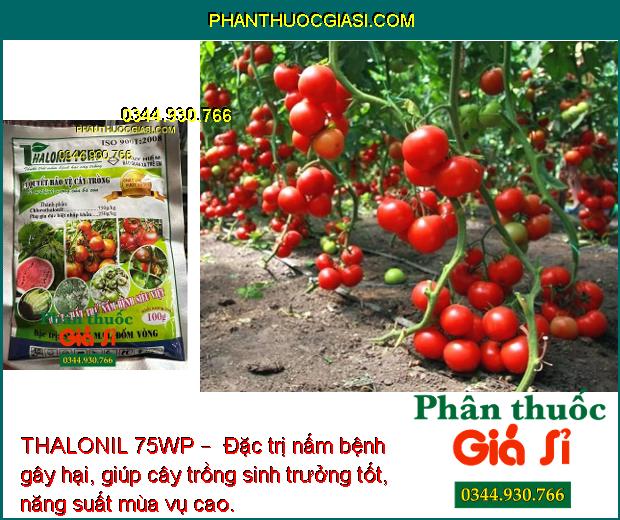 THALONIL 75WP –  ĐẶC TRỊ NẤM BỆNH -BẢO VỆ CÂY TRỒNG