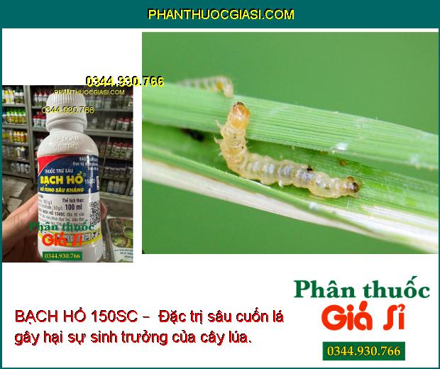 BẠCH HỔ 150SC –  ĐẶC TRỊ CÁC LOẠI SÂU GÂY HẠI CÂY TRỒNG