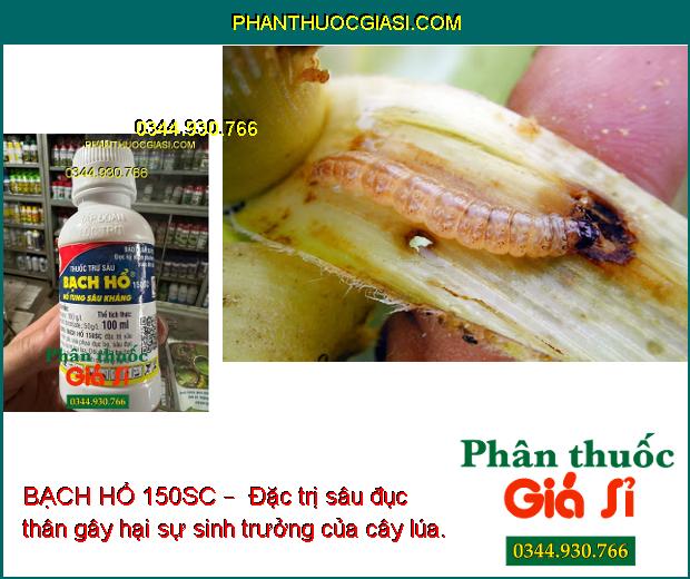 BẠCH HỔ 150SC –  ĐẶC TRỊ CÁC LOẠI SÂU GÂY HẠI CÂY TRỒNG