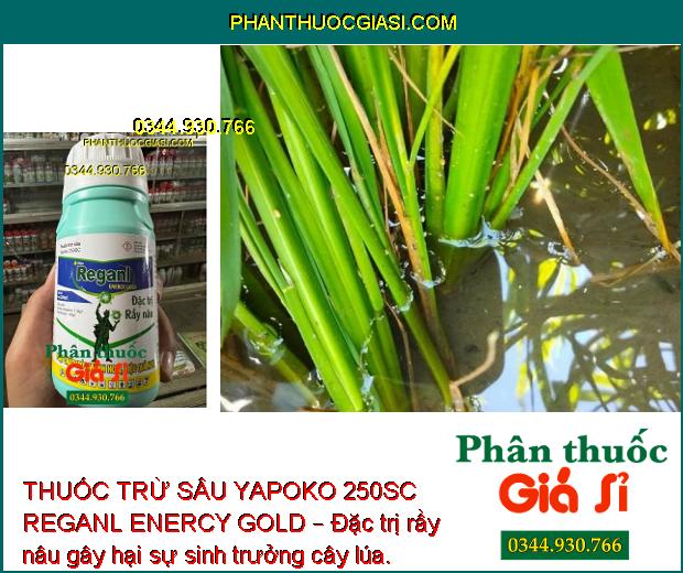 THUỐC TRỪ SÂU YAPOKO 250SC REGANL ENERCY GOLD – ĐẶC TRỊ RẦY NÂU GÂY HẠI