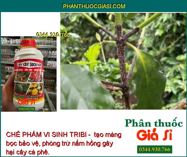 CHẾ PHẨM VI SINH TRIBI - SẠCH NẤM HỒNG - RỆP SÁP - NHỆN ĐỎ