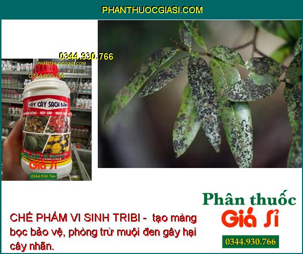 CHẾ PHẨM VI SINH TRIBI - SẠCH NẤM HỒNG - RỆP SÁP - NHỆN ĐỎ