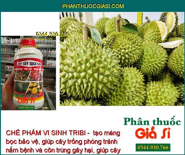 CHẾ PHẨM VI SINH TRIBI - SẠCH NẤM HỒNG - RỆP SÁP - NHỆN ĐỎ