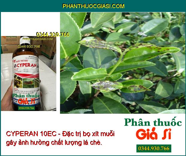 CYPERAN 10EC - ĐẶC TRỊ BỌ XÍT MUỖI - SÂU CUỐN LÁ - SÂU RÓM 