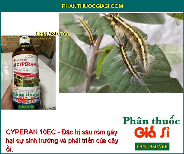 CYPERAN 10EC - ĐẶC TRỊ BỌ XÍT MUỖI - SÂU CUỐN LÁ - SÂU RÓM 