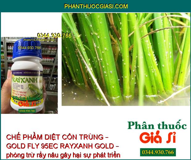 CHẾ PHẨM DIỆT CÔN TRÙNG – GOLD FLY 95EC RAYXANH GOLD – Diệt Sạch Rầy Và Trứng Rầy