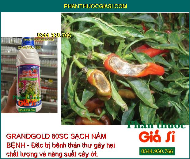 GRANDGOLD 80SC SẠCH NẤM BỆNH - Đặc trị nấm bệnh gây hại, giúp cây trồng sinh trưởng tốt, năng suất mùa vụ cao.