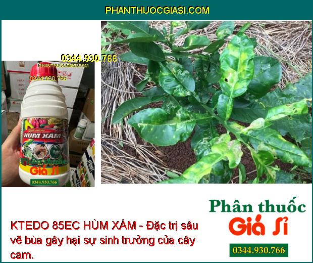 KTEDO 85EC HÙM XÁM - Đặc trị côn trùng gây hại sự phát triển cây trồng, giúp cây sinh trưởng tốt, năng suất mùa vụ cao.