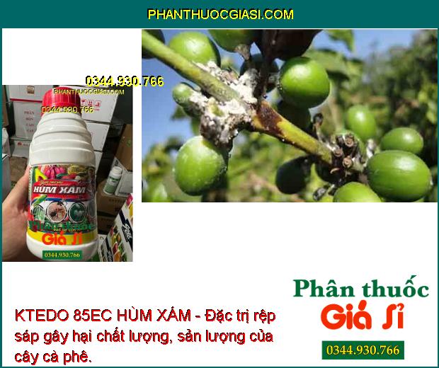 KTEDO 85EC HÙM XÁM - Đặc trị côn trùng gây hại sự phát triển cây trồng, giúp cây sinh trưởng tốt, năng suất mùa vụ cao.