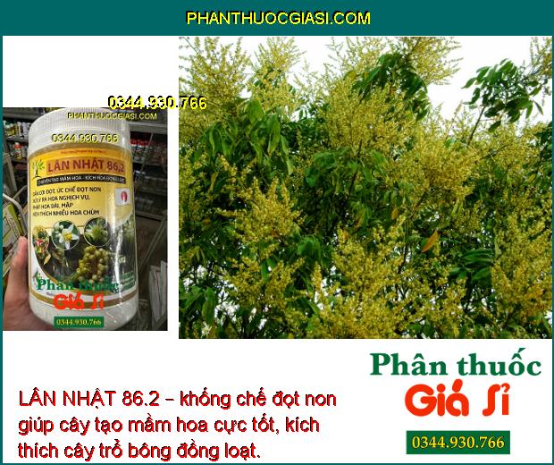 LÂN NHẬT 86.2 – CHUYÊN TẠO MẦM HOA - KÍCH THÍCH RA HOA ĐỒNG LOẠT - CHỐNG RỤNG HOA