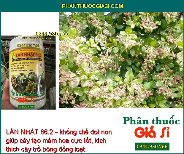 LÂN NHẬT 86.2 – CHUYÊN TẠO MẦM HOA - KÍCH THÍCH RA HOA ĐỒNG LOẠT - CHỐNG RỤNG HOA