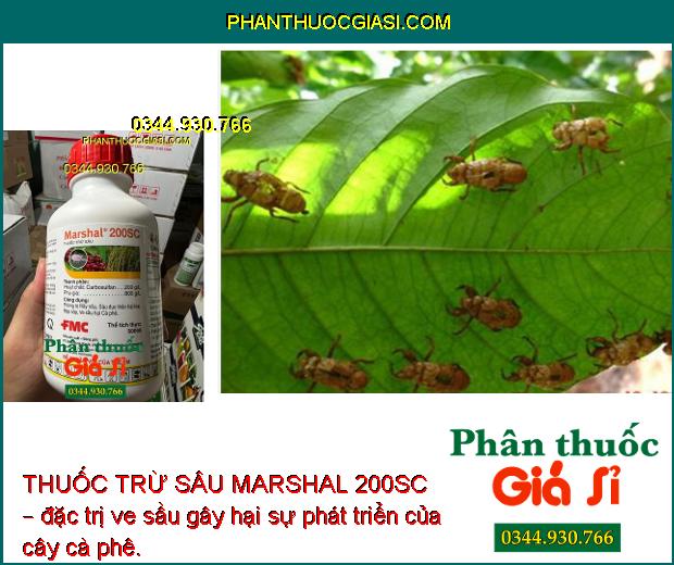 THUỐC TRỪ SÂU MARSHAL 200SC –  ĐẶC TRỊ RẦY NÂU – SÂU ĐỤC THÂN – RỆP SÁP VE SẦU 