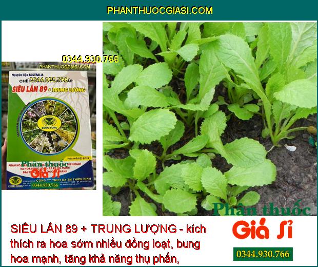 SIÊU LÂN 89 + TRUNG LƯỢNG - Phân Hóa Mầm Hoa - Xử Lý Ra Hoa Trái Vụ