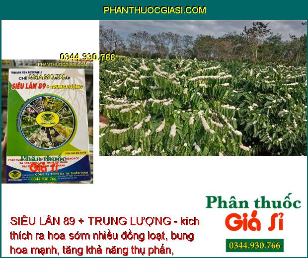 SIÊU LÂN 89 + TRUNG LƯỢNG - Phân Hóa Mầm Hoa - Xử Lý Ra Hoa Trái Vụ