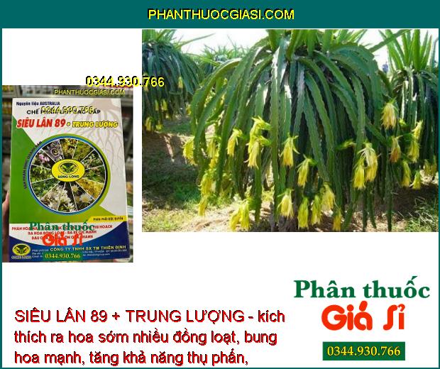 SIÊU LÂN 89 + TRUNG LƯỢNG - Phân Hóa Mầm Hoa - Xử Lý Ra Hoa Trái Vụ