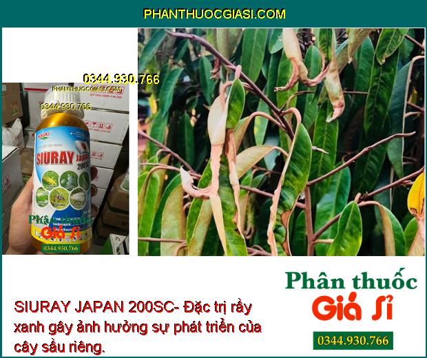 SIURAY JAPAN 200SC- Đặc Trị Ruồi Vàng - Bọ Trĩ - Sâu Vẽ Bùa - Bọ Phấn Trắng