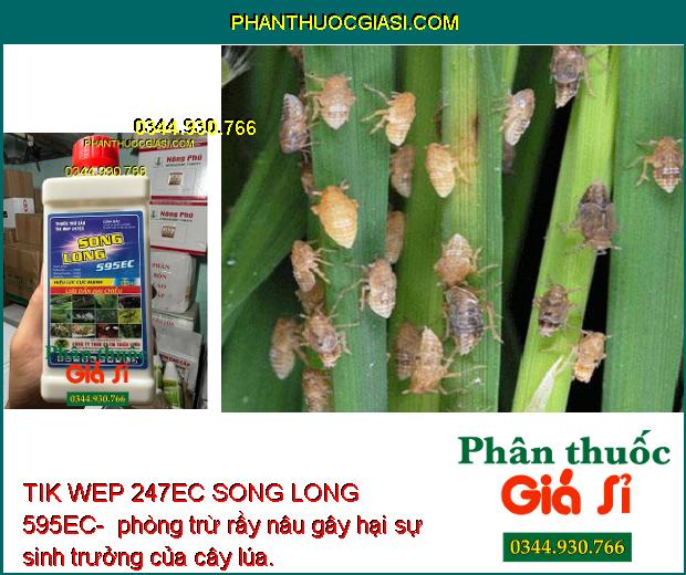 TIK WEP 247EC SONG LONG 595EC- Thuốc Đặc Trị Sâu Rầy Gây Hại