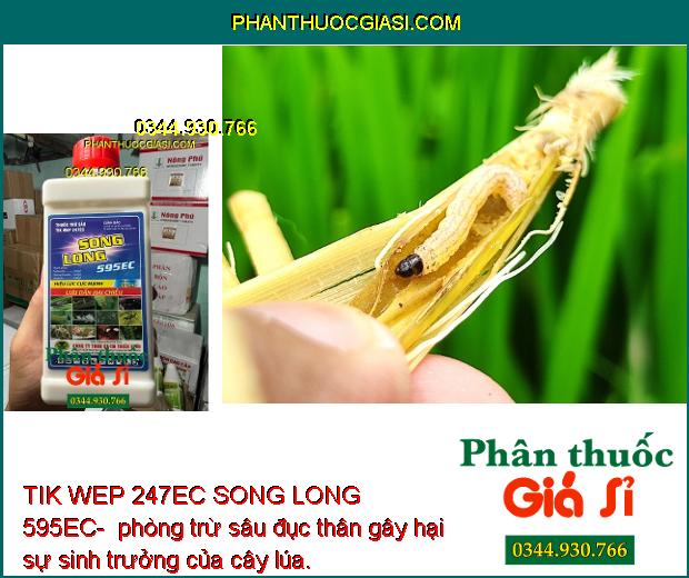 TIK WEP 247EC SONG LONG 595EC- Thuốc Đặc Trị Sâu Rầy Gây Hại