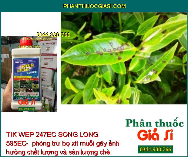 TIK WEP 247EC SONG LONG 595EC- Thuốc Đặc Trị Sâu Rầy Gây Hại