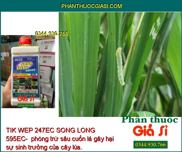 TIK WEP 247EC SONG LONG 595EC- Thuốc Đặc Trị Sâu Rầy Gây Hại