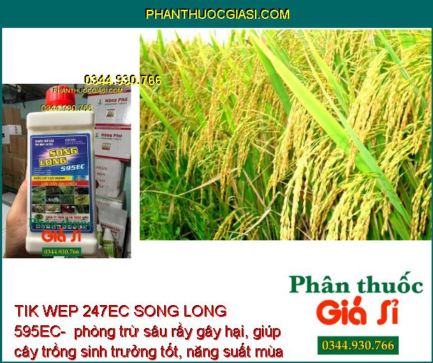 TIK WEP 247EC SONG LONG 595EC- Thuốc Đặc Trị Sâu Rầy Gây Hại